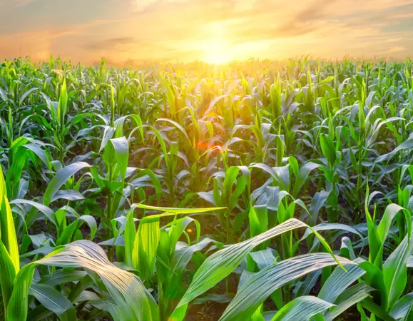 TUFF Series IBCs for the Agriculture Industry