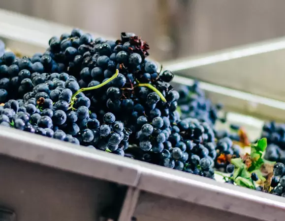 TUFF Series IBCs offer an alternative to traditional steel-cage IBC designs